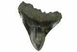 Bargain, Fossil Megalodon Tooth - South Carolina #124695-1